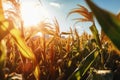 close-up of genetically modified crops, with the sun shining behind Royalty Free Stock Photo