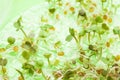Close-up, genetically modified plants in the laboratory