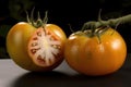 close-up of genetically modified tomato, with visible differences from its natural counterpart