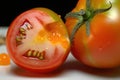 close-up of genetically modified tomato, with visible differences from its natural counterpart