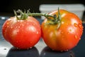 close-up of genetically modified tomato, with visible differences from its natural counterpart