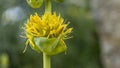 Close up of gentian, yellow mountain flower Royalty Free Stock Photo
