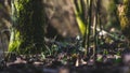 Close up of gentle fragile snowdrop galanthus isolated in the forest wilderness raindrops white flower