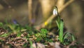 Close up of gentle fragile snowdrop galanthus isolated in the forest wilderness raindrops white flower