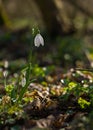 Close up of gentle fragile snowdrop galanthus isolated in the forest wilderness raindrops white flower