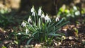 Close up of gentle fragile snowdrop galanthus isolated in the forest wilderness raindrops white flower