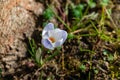 Close-up of gentle opened blue spring crocus Blue Pearl against the background of a blurred grass and brown tree trunk in left Royalty Free Stock Photo