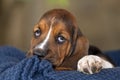 Close up gentle and sweet Basset hound puppy with sad eyes Royalty Free Stock Photo