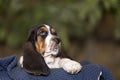 Close up gentle and sweet Basset hound puppy with sad eyes Royalty Free Stock Photo