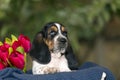 Close up gentle and sweet Basset hound puppy sitting and looks Royalty Free Stock Photo