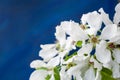 Close-up gentle white apple tree flowers on trendy bright blue background with copy space. Royalty Free Stock Photo