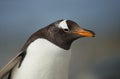 Close up of a Gentoo penguin against blue background