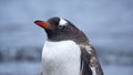Close up of gentoo penguin in Antarctica