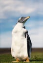 Close up of a Gentoo penguin chick against blue sky Royalty Free Stock Photo