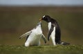 Close up of a Gentoo penguin chick asking for food Royalty Free Stock Photo