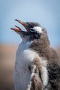 Close-up of gentoo penguin chick on beach Royalty Free Stock Photo