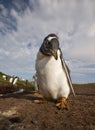 Close up of a Gentoo penguin chick, Falkland islands. Royalty Free Stock Photo