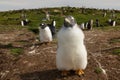 Close up of a Gentoo penguin chick, Falkland islands. Royalty Free Stock Photo