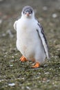 Close up of Gentoo penguin chick running, Aitcho Islands, South Shetland Islands, Antarctica