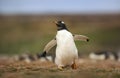 Close up of a Gentoo penguin chick in summer Royalty Free Stock Photo