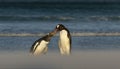 Gentoo penguin feeding chick on a sandy beach Royalty Free Stock Photo