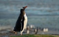 Close up of a Gentoo penguin near colony