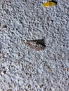 Close up a Geometer Moth of the Subfamily Ennominae perching on a wall in the night