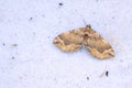 Geometridae moth