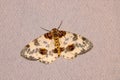 Geometridae moth