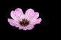 A Close Up of a Geranium cinereum Cranesbills Pink and Purple Wild Flower Royalty Free Stock Photo