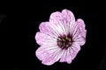 A Close Up of a Geranium cinereum Cranesbills Pink and Purple Wild Flower Royalty Free Stock Photo