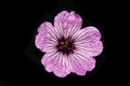 A Close Up of a Geranium cinereum Cranesbills Pink and Purple Wild Flower Royalty Free Stock Photo