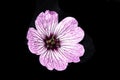 A Close Up of a Geranium cinereum Cranesbills Pink and Purple Wild Flower Royalty Free Stock Photo