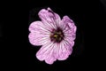 A Close Up of a Geranium cinereum Cranesbills Pink and Purple Wild Flower Royalty Free Stock Photo