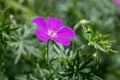 Close up of Geranium dissectum - Cut-leaved Royalty Free Stock Photo