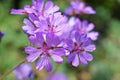 Geranium persicum , Persian geranium flower