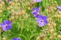 Geranium pratense, the meadow cranesbill or meadow geranium flowers Royalty Free Stock Photo