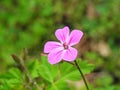 The close up of Geranium robertianum flower Royalty Free Stock Photo