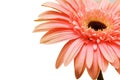 Close up of gerber daisy isolated Royalty Free Stock Photo