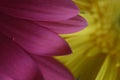 Close up of Gerber Daisy pin petals with a yellow Gerber Daisy in the background Royalty Free Stock Photo
