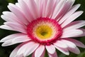 Close up of gerber flower Royalty Free Stock Photo