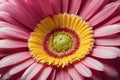 Close up of gerber flower Royalty Free Stock Photo