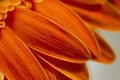 Close up of Gerbera Daisy petals