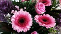 Close up of Gerbera farben flowers.