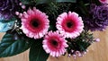 Close up of Gerbera farben flowers.