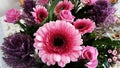 Close up of Gerbera farben flowers.