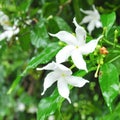 Close up of Gerdenia Crape Jasmine