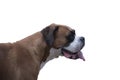 Close-up of a German boxer dog cut out on white background Royalty Free Stock Photo