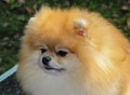 The close up of German pomeranian.