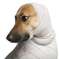 Close-up of German Shepherd in bandages Royalty Free Stock Photo